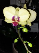 Yellow Phalaenopsis Orchid, FS