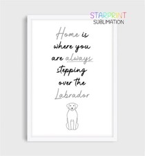 Labrador Retriever Picture