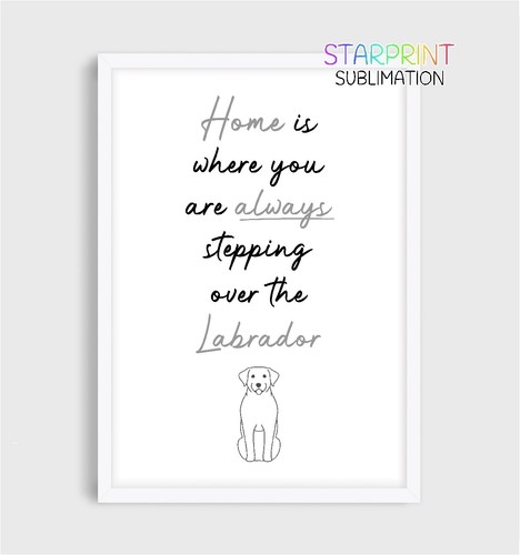 Labrador retriever picture - labrador,