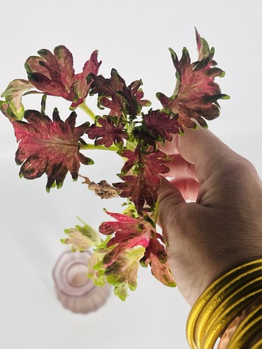 Stunning rare coleus - coleus, rooted