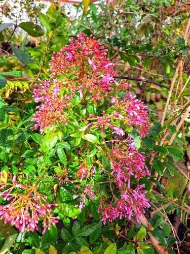 Fuchsia tree fuchsiaberry - tree,