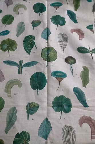 Designers guild leaf study - leaf,