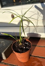 UMBRELLA PLANT - Cyperus -established & well rooted, fast growing indoors or out
