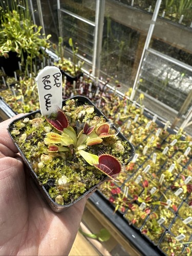 Dionaea muscipula venus - dionaea,