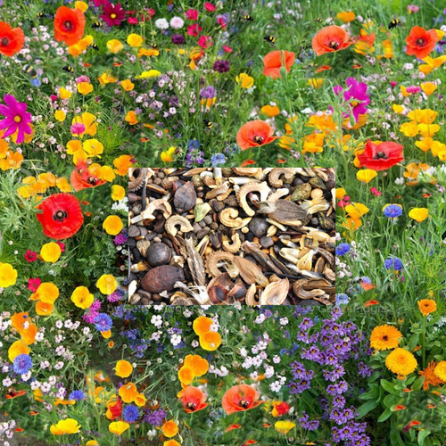 100 wild flower seeds - 100%,