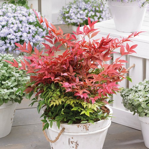 Nandina hardy shrub - nandina, perennial