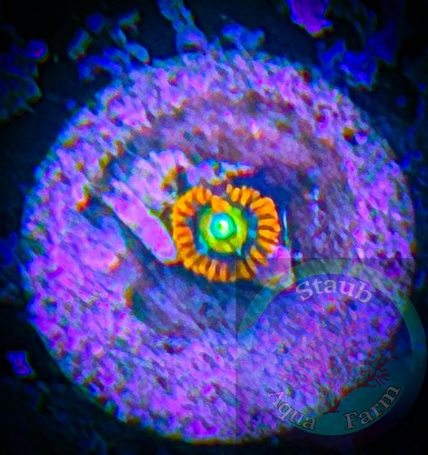 Saf wcc shatterfield zoanthid - shatterfield,