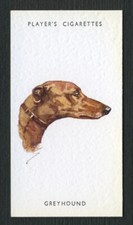 GREYHOUND PLAYERS DOG HEADS SERIES by BIEGEL UNISSUED CIGARETTE CARD #14