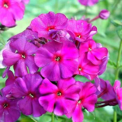 Phlox the king - 'the, king'