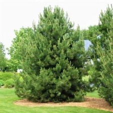 Pinus nigra / Austrian or