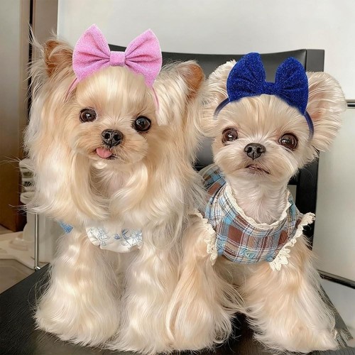 Colorful dog hair bow - dog,