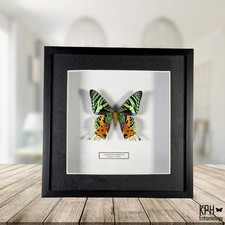 Framed Madagascan Sunset Moth