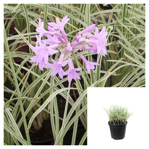 Tulbaghia violacea variegated - tulbaghia,
