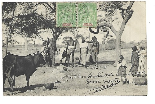 Senegal cayor the - the, well