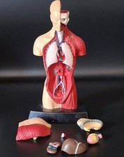 10" HUMBROL BIOLOGY ANATOMY MODEL. 165