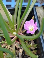 Hardy Succulent Lewisia pygmaea, rock garden, 7cm