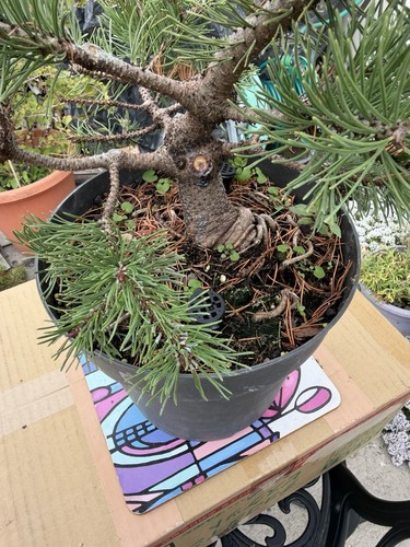 Mugo pine bonsai - material, –