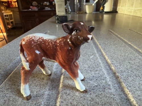 Bewick dairy shorthorn calf - dairy,