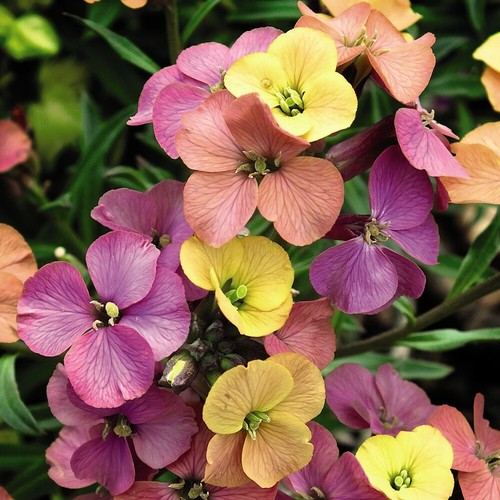 Wallflower erysimum artist - t&m,