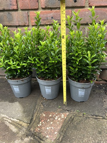 Euonymus japonicus green - euonymus,