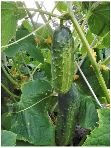 Cucumber marketmore plant - cucumber, plug