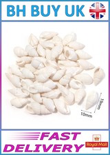 40g aquarium snail - snail, shells