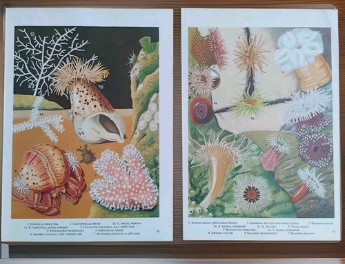 Vintage sea anemone hermit - sea,
