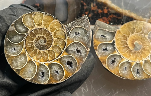 Matched ammonite fossil pair - fossil,