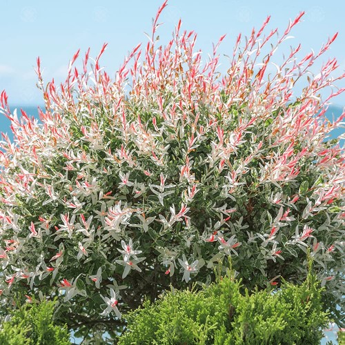 Salix integra hakuro nishiki - hakuro,