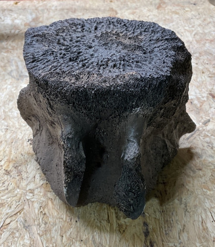 Large whale vertebrae fossil