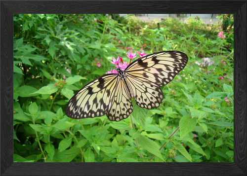 Butterfly garden framed - butterfly,