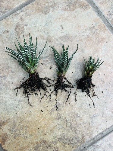 Small haworthia zebra shade - small,