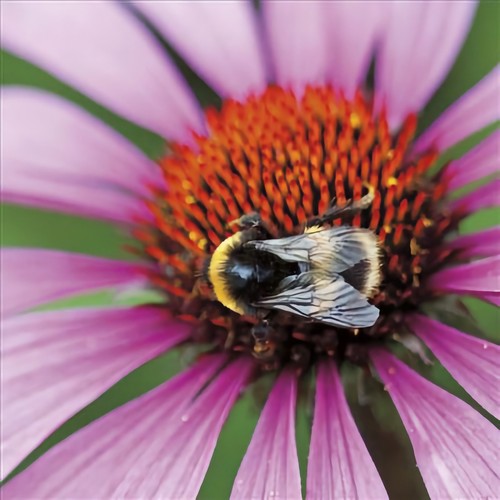 Rhs coneflower card notelet - rhs,