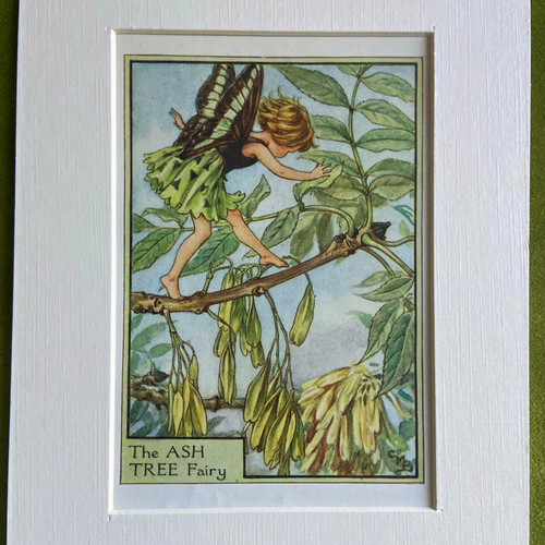 Ash tree flower fairy - flower,