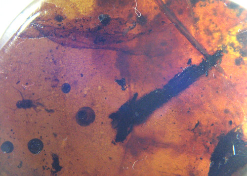 Cretaceous amber fossil - cretaceous,