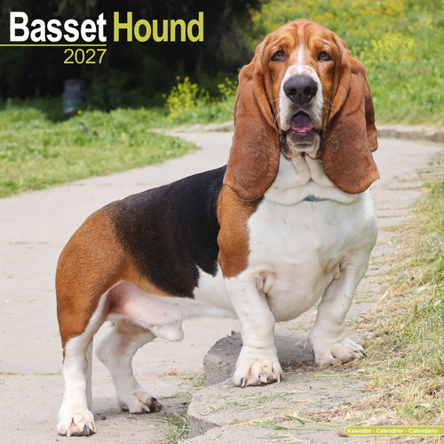 Basset hound 2027 - basset, |