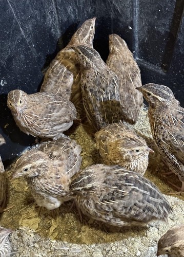 Hatching eggs quail - ,