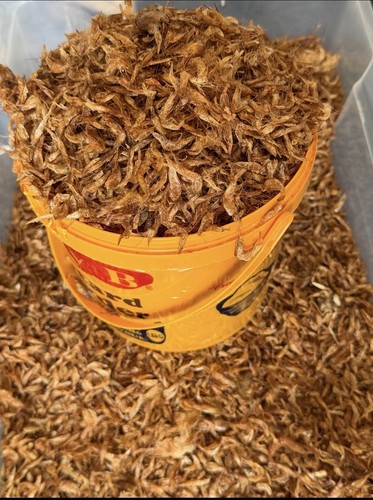Whole fresh oron crayfish - fresh,