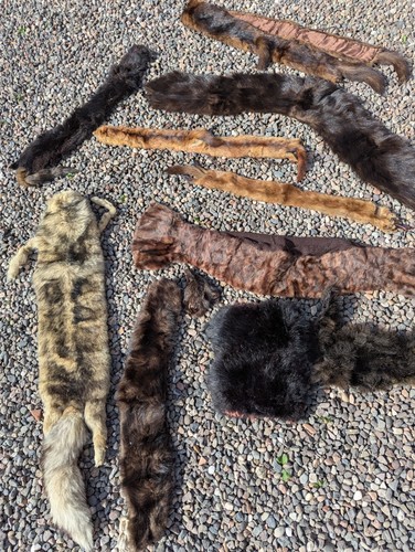 Collection fur stoles - collection, of