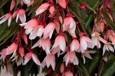 Begonia Trailing Starshine
