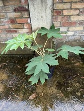 Tetrapanax papyrifera chinese rice-paper plant, 10L Pot.