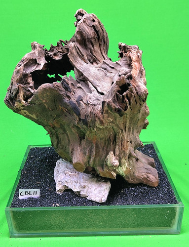 Large corbo root - large, cbl11