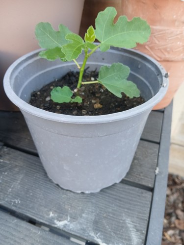 Brown turkey fig tree very - brown,