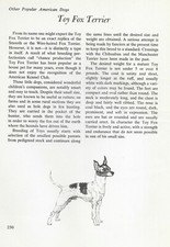 The Toy Fox Terrier - CUSTOM