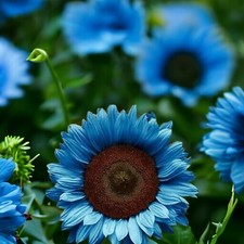 50 Midnight Oil Blue Sunflower
