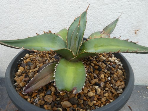 Agave megaladonta shown in - megaladonta,,