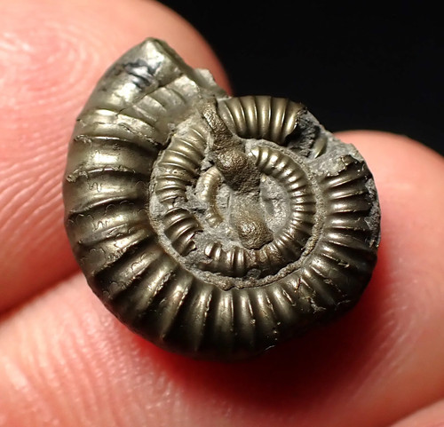 Crucilobiceras pyrite ammonite