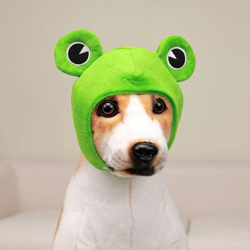Pet frog costume - frog,