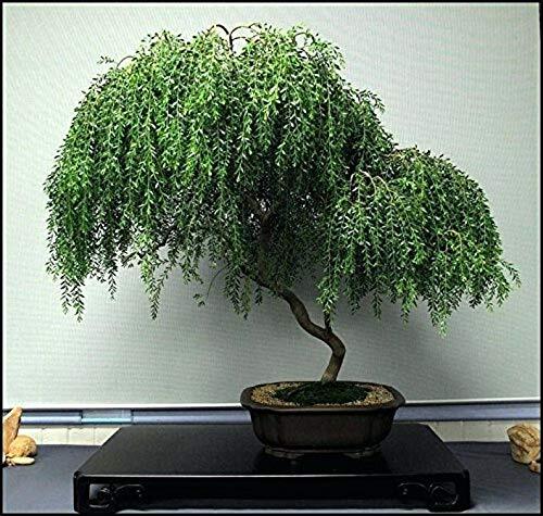Bonsai dwarf weeping willow - bonsai,