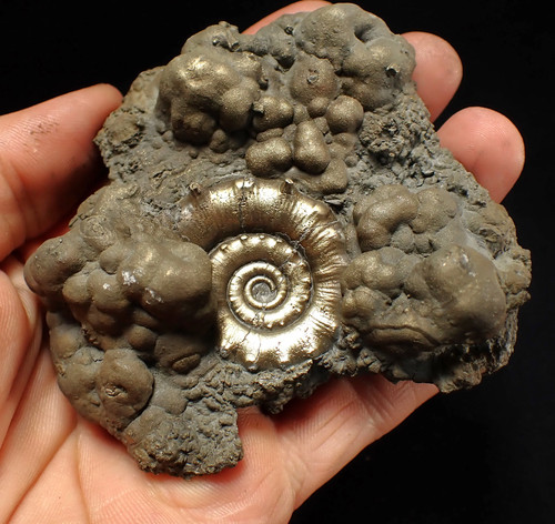 Big pyrite eteoderoceras - pyrite,